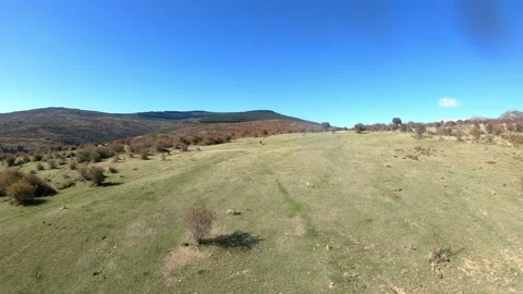 Campo con vacas Stock Footage 168909089