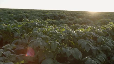 Campo de Batata Stock Footage 296537641