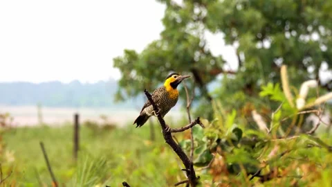Campo flicker bird in nature Stock Footage 264060397