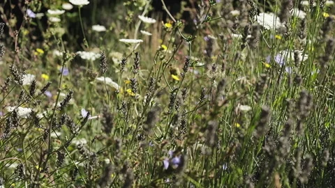 Campo Lavanda DSCF2878 Stock-Footage 156785239