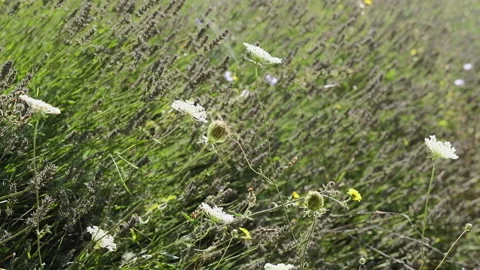 Campo Lavanda DSCF2879 Stock-Footage 156785259