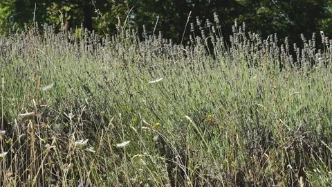 Campo Lavanda DSCF2882 Stock-Footage 156785596