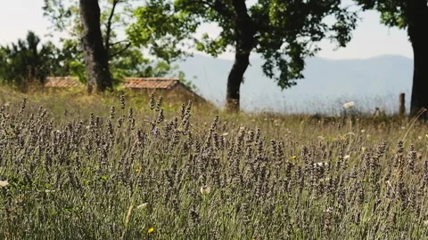 Campo Lavanda DSCF2883 Stock Footage 156785611