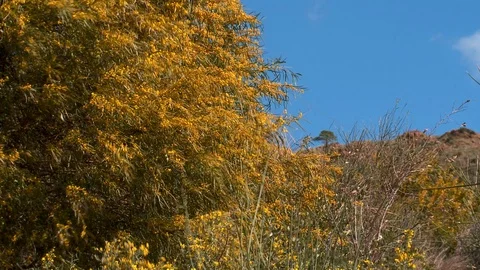 Campo mimosa tree Spain Stock Footage 107321164