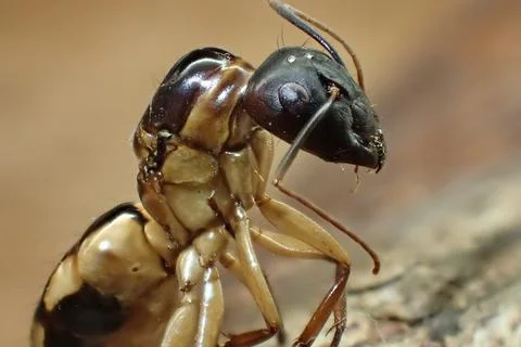 Camponotus Maculatus queen Stock Photos