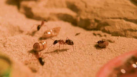 Camponotus nigriceps - Macro View of the Black-headed sugar ant. Worker cle.. Stock Footage 238778668
