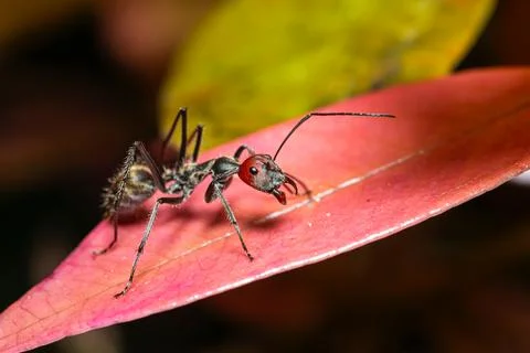 Camponotus singularis ant (worker) Photos