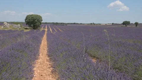 Camposlavanda3 Stock Footage 135393631
