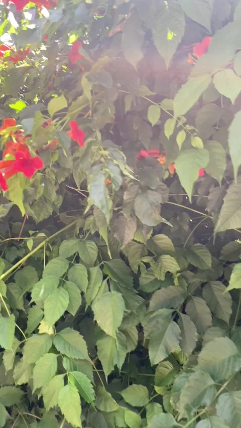 Campsis radicans (L.) Seem. Stock Footage 198677755