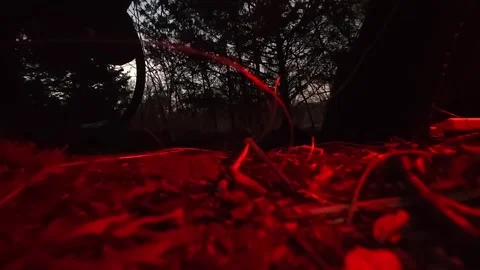 Campsite Ambience With Red Light And Morning Birdsong In Woodland Stock Footage 337304919