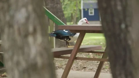 Campsite, watching a duck Stock Footage 139320981