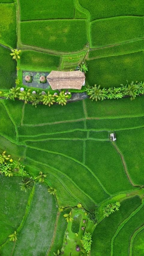 Campuhan12 drone going down Stock Footage 239970257