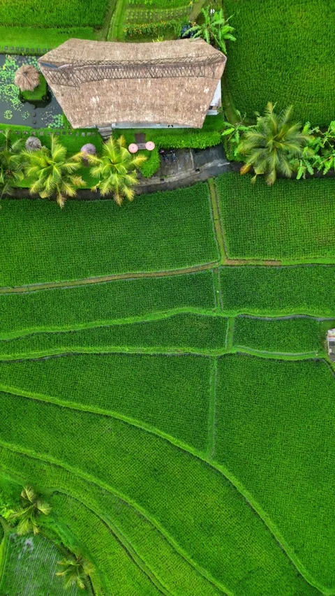 Campuhan13 seen from above Stock Footage 239970532
