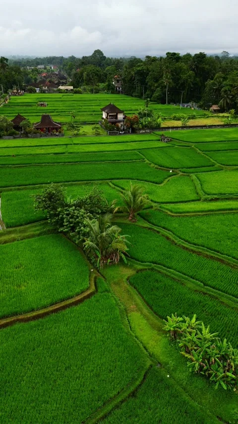 Campuhan2 rice field 스톡 동영상 239969720