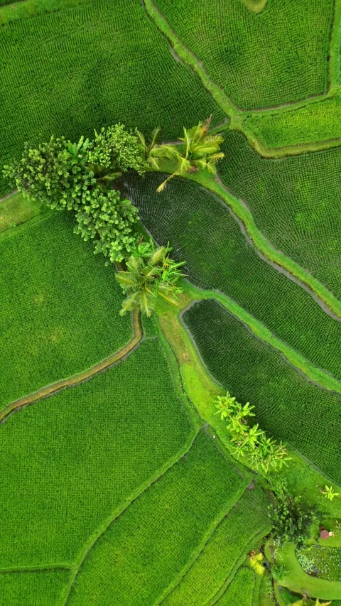 Campuhan3 drone going up 스톡 동영상 239969816