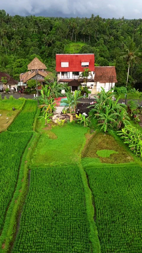 Campuhan7 스톡 동영상 239708986