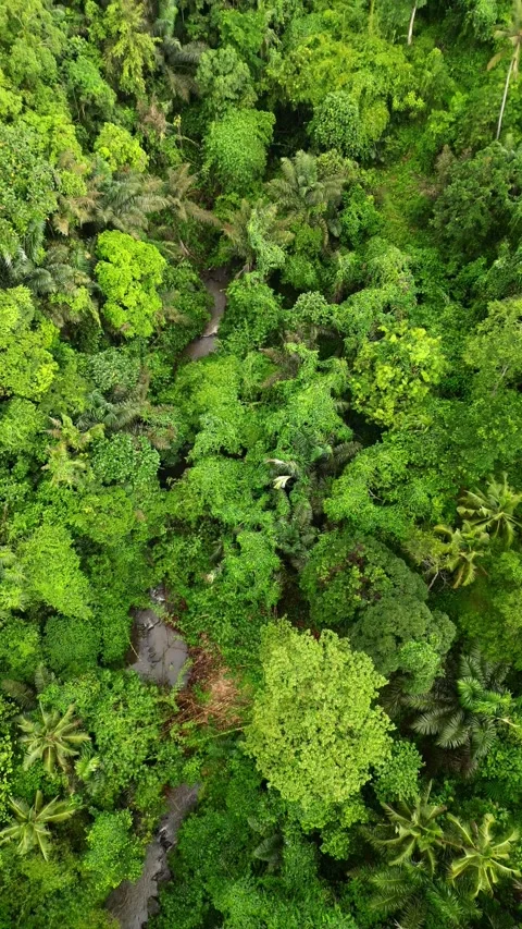 Campuhan8 Stock Footage 239709066