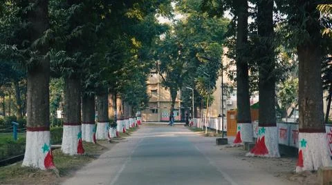 Campus road through trees 写真素材