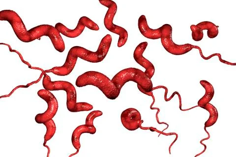 Campylobacter bacteria, the causative agent of food infections Stock Illustration