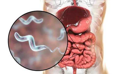 Campylobacter bacteria, the causative agent of food infections Stock Illustration