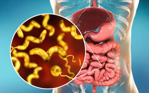 Campylobacter bacteria, the causative agent of food infections Stock Illustration
