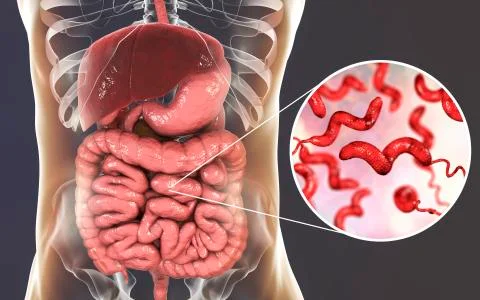 Campylobacter bacteria, the causative agent of food infections Stock Illustration
