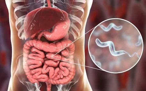 Campylobacter bacteria, the causative agent of food infections Stock Illustration