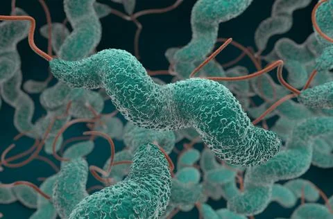 Campylobacter jejuni bacteria 3d render illustration closeup 스톡 일러스트