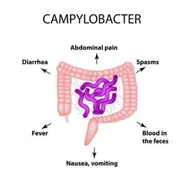 Campylobacter. Pathogenic flora. The bacterium causes intestinal diseases Stock Illustration