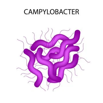 Campylobacter. Pathogenic flora. The bacterium causes intestinal diseases Stock Illustration