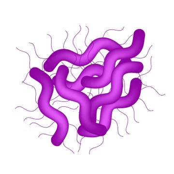 Campylobacter. Pathogenic flora. The bacterium causes intestinal diseases Stock Illustration