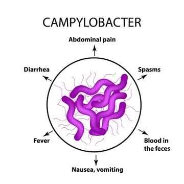 Campylobacter. Pathogenic flora. The bacterium causes intestinal diseases Illustrazione stock