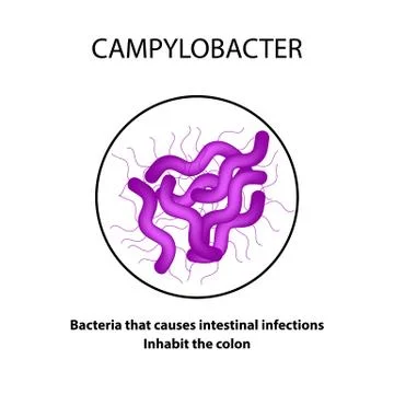 Campylobacter. Pathogenic flora. The bacterium causes intestinal diseases Stock Illustration