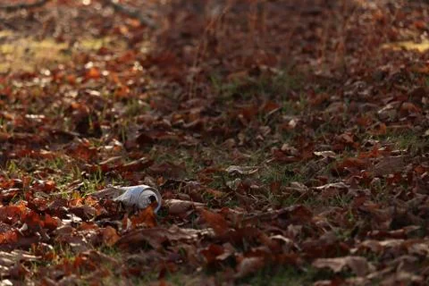 Can of Beer on the Leaves  Stock Photos