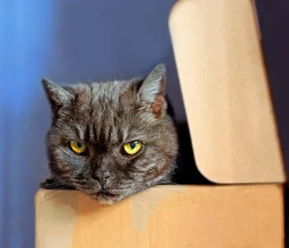 Can in box Stock Photos