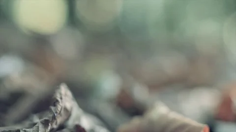 Can falling on the ground in the forest Video stock 73480152