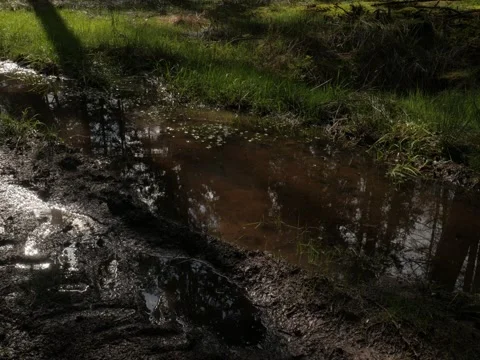 Can a puddle in the forest be beautiful? the light says yes Видео 342339547