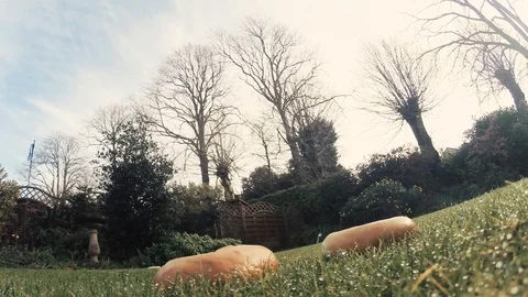 Can a small squirrel steal a whole bagel? Stock Footage 102686243