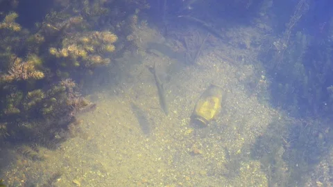Can underwater, causing environment pollution. Fishes swimming around. Video stock 113767565