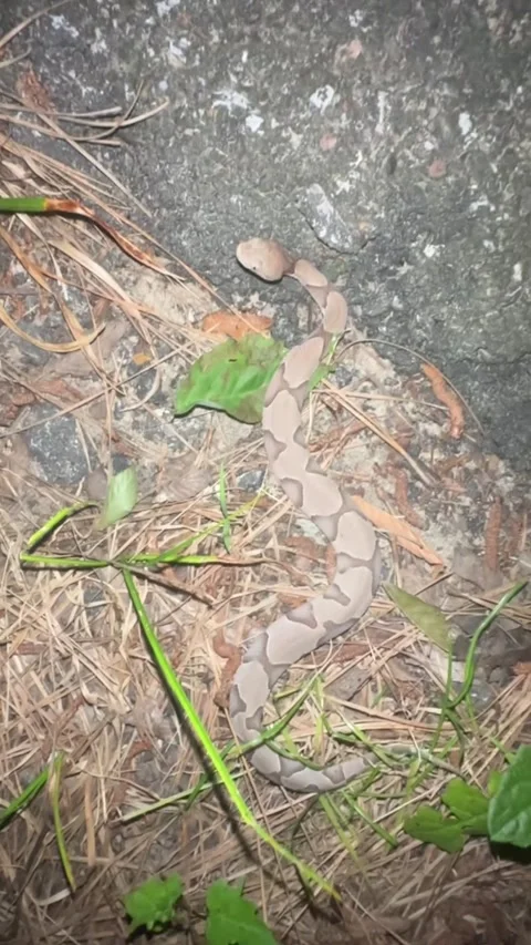 Can You Spot a Snake?, Spring, Texas, USA - 08 May 2025 Stock Footage 310212776