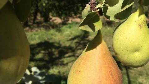 Can You Start a Pear Tree From a Broken Branch Stock Footage 70972341