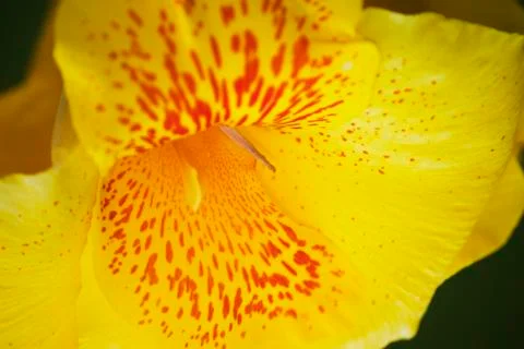 Cana Lilly Stock Photos
