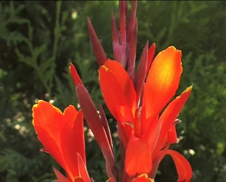 Cana swinging in the wind Video stock 83506