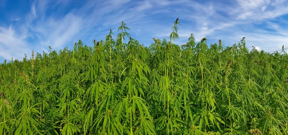 Canabis on marijuana field farm sativa weed hemp hash plantation panorama Stock Photos