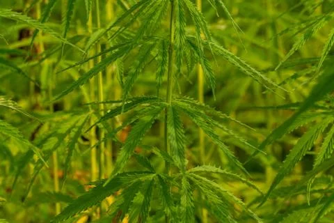 Canabis on marijuana field farm sativa weed hemp hash plantation panorama Stock Photos