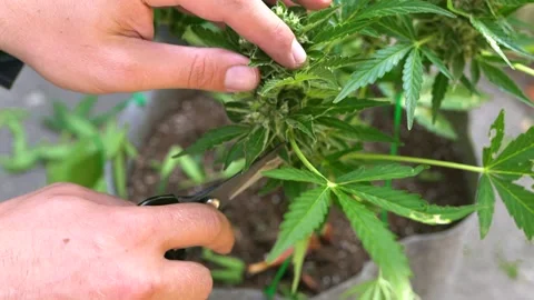 Canabis10 Stock Footage 231244227