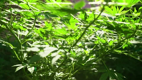 Canabis15 Stock Footage 231241075