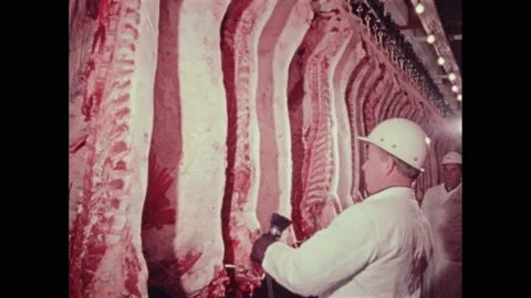 Canada 1970s:Butcher processes hanging beef carcasses. Cattle graze in pasture. Stock Footage 228701280