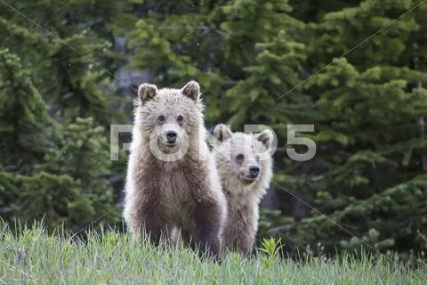 Canada, Alberta, Jasper and Banff National Park, Two young Grizzly bears Stock Photos