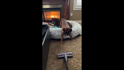 Canada: Boxer dogs react to vacuum in Dorchester, Ontario, Canada Video stock 320618692